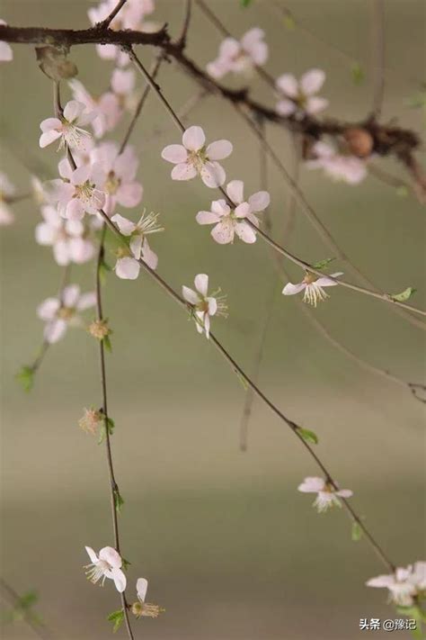 發春 意思|「發春」意思是什麼？發春造句有哪些？發春的解釋、用法、例句